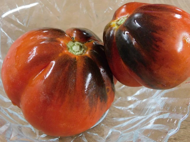 Trufa Azul paradicsom, Lycopersicum esculentum, paradicsom